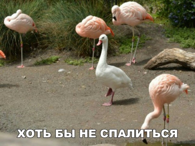 Нестандартный юмор