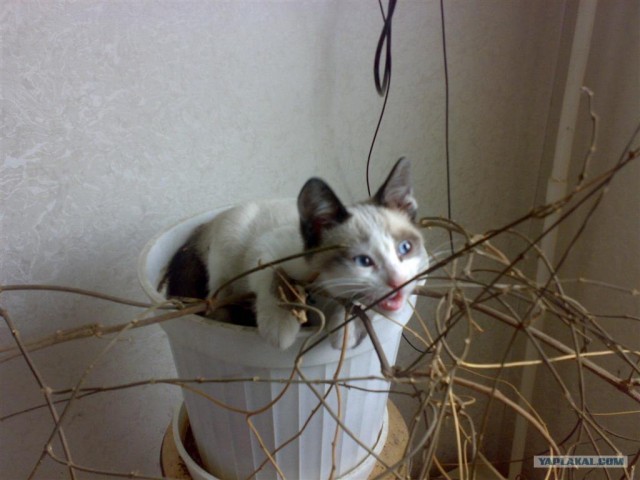 Ура, котовторник! (01.07.2008)