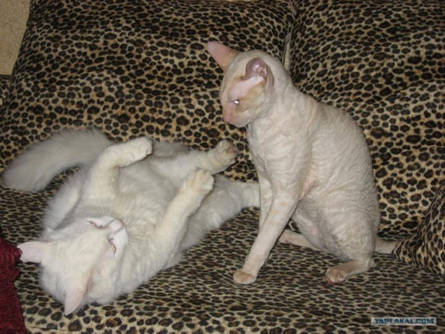 Котовторник с корниш-рексами (12 фот)