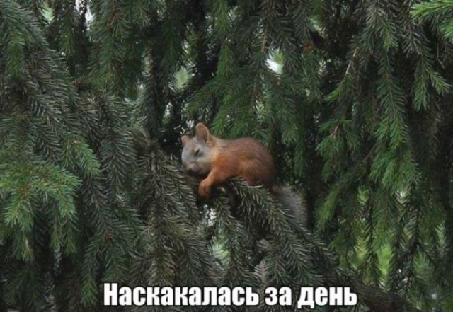 Прикольные картинки абавсём