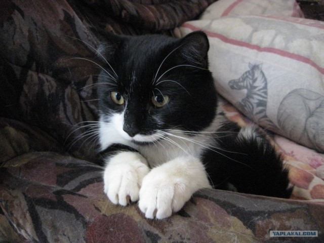 Котовторник на 2 ноября