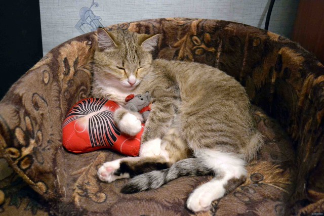 Котовторник!