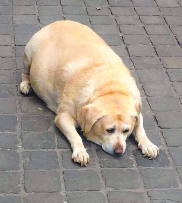 Живность из сети