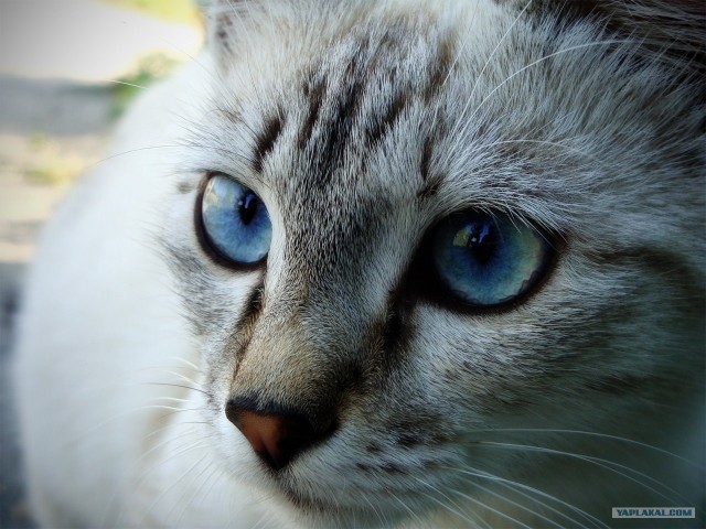 Котовторник! 13.03.2012