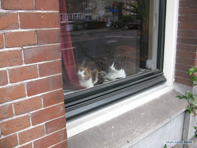 Котовторник 17.04.2012