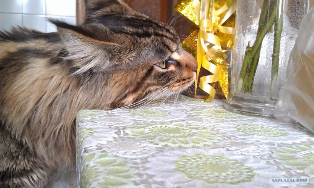 Котовторник 1 мая 2012