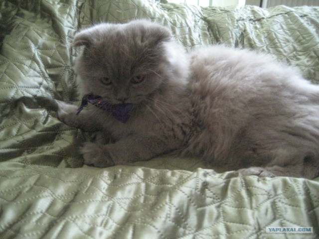 Котовторник 22.05.2012