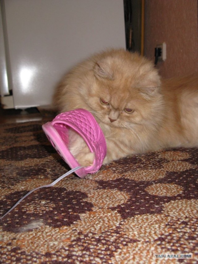 Котовторник 10. 07. 2012