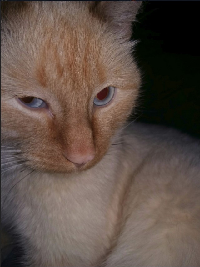Забавные фото котеек