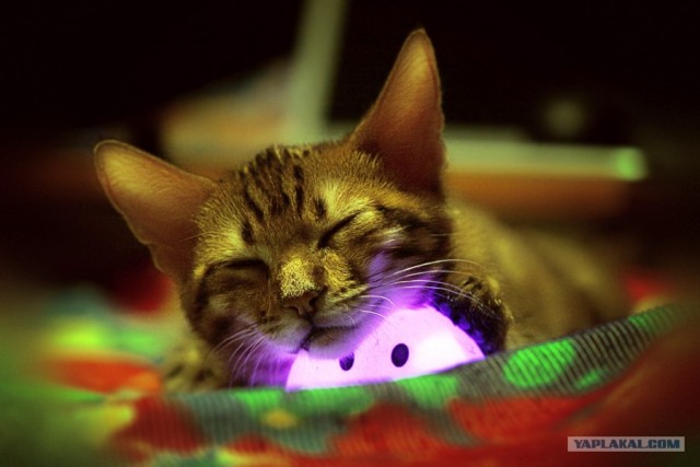 Котовторник 12.02.13