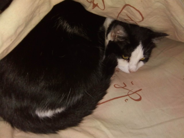 Котовторник 26.02.2019
