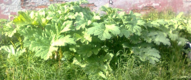 Прямая линия 20.06.2019