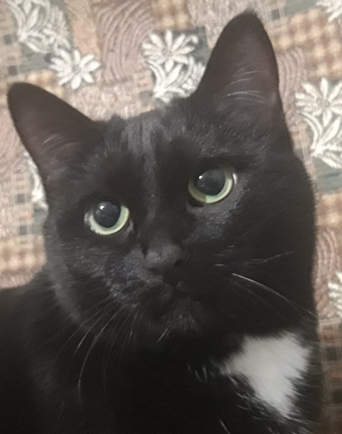 Котовторник!