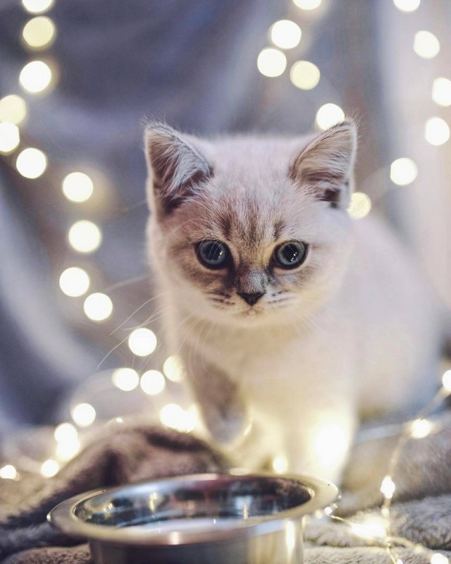 Забавные фото котеек