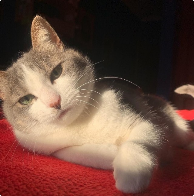 Котофеев пост