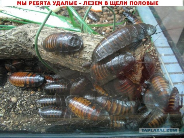 Недетские загадки для ЯПлакалъ