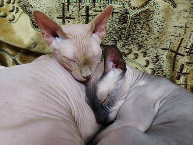 Котовторник 13.10.2020