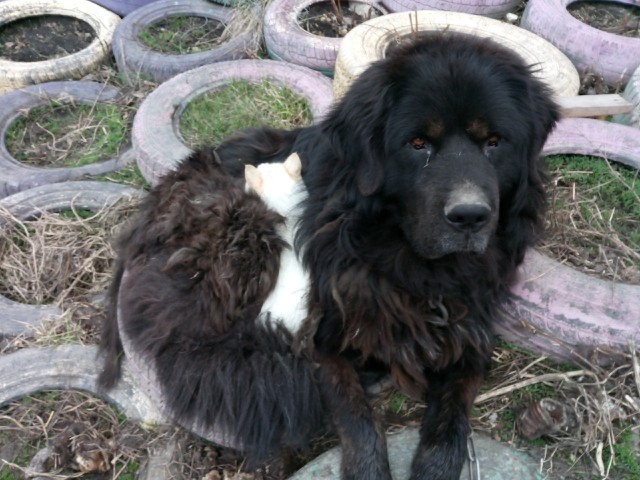 В Челябинской области собака выхаживает брошенного котёнка