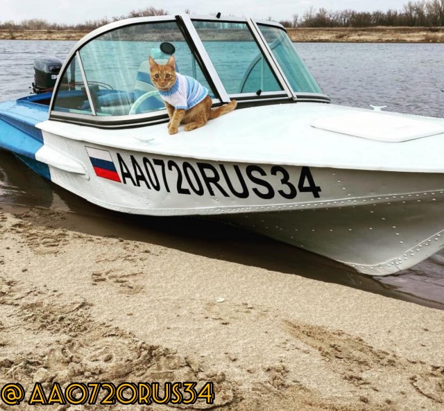 К котовторнику