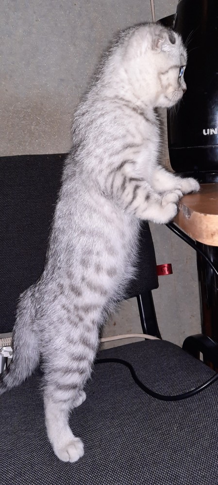 Котовторник 11.01.22