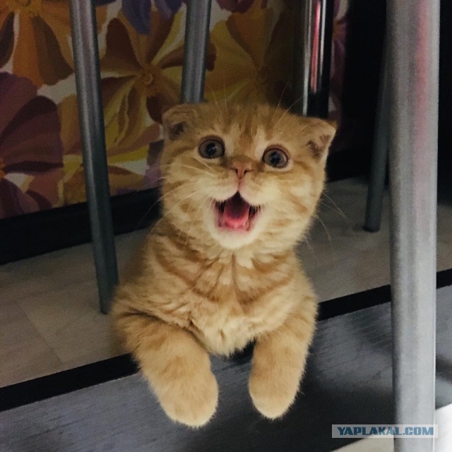 Котовторнику посвящается