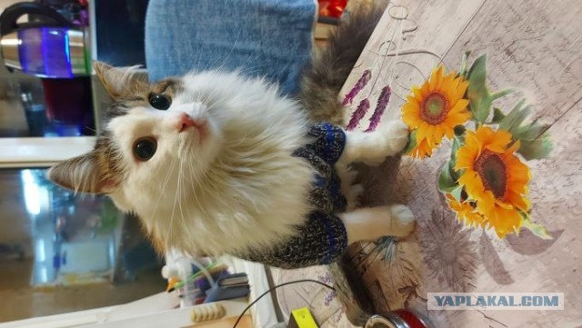 А что это мы котовторник не начинаем? Время пришло!