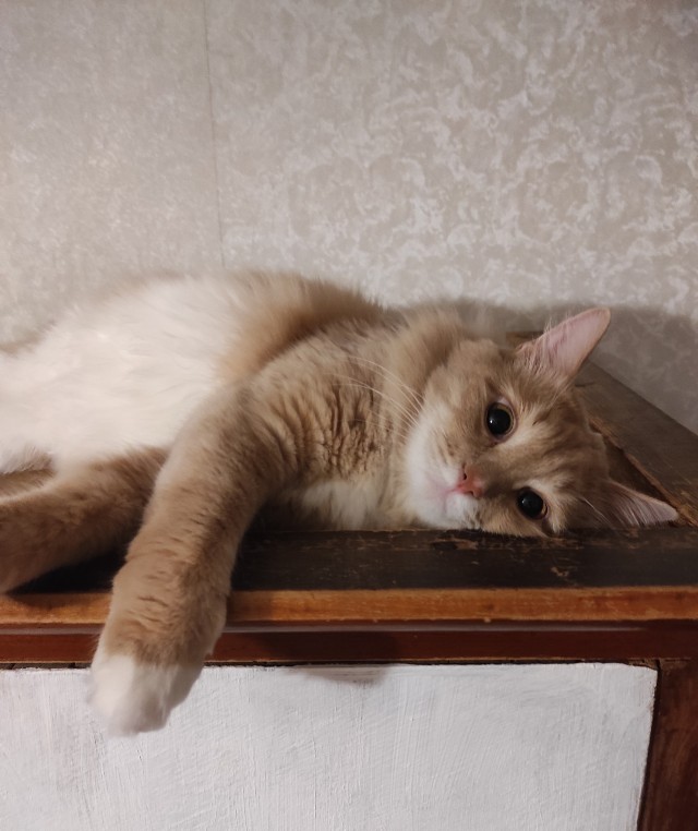 Персик, с днюхой!