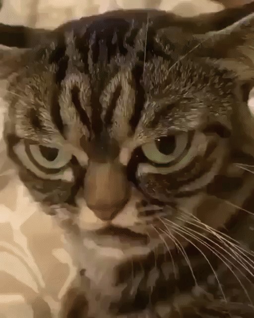 Весёлые картинки 13.04.2022