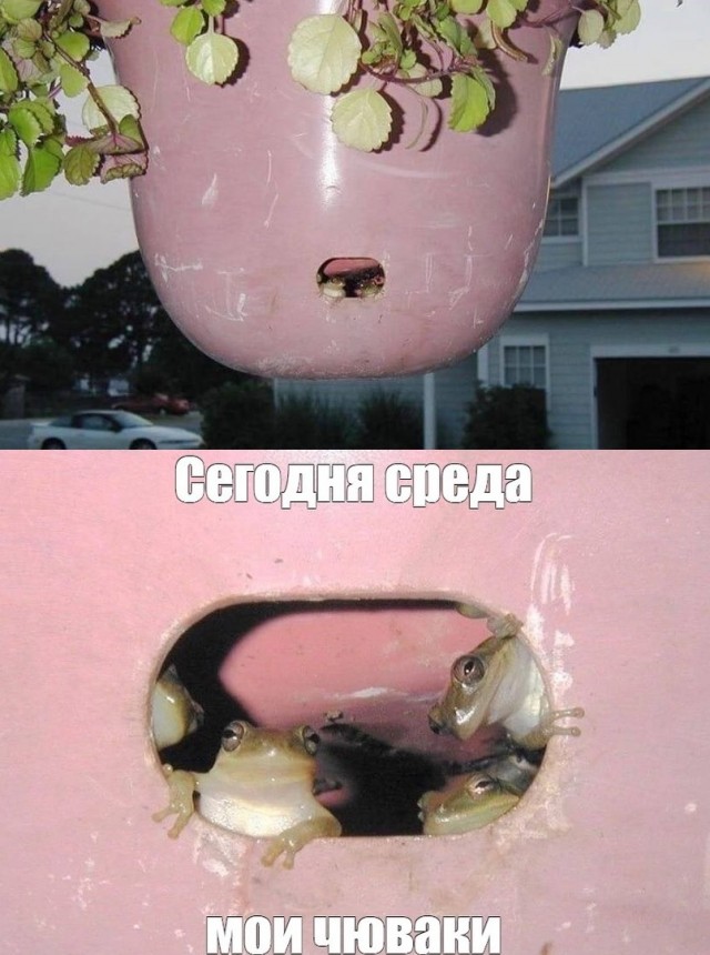 Картинки и мемы для настроения - 29