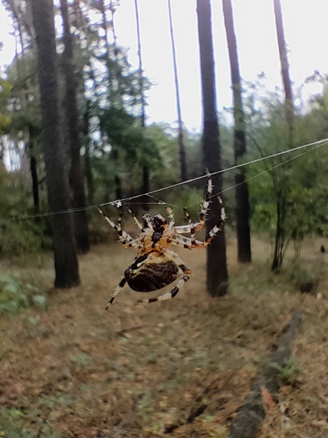 Просто фотки с телефона