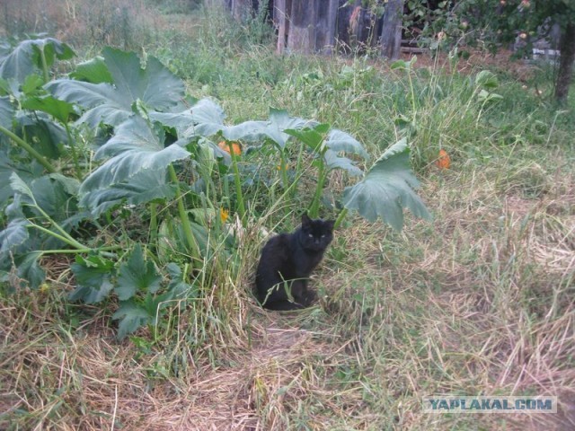 Жизнь домашнего приюта для котеек 410