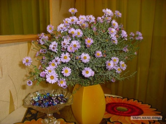 Деревенская Америка