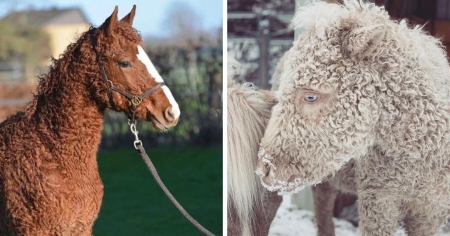 15 пород домашних и фермерских животных, которые могут легко претендовать на звание восьмого чуда света