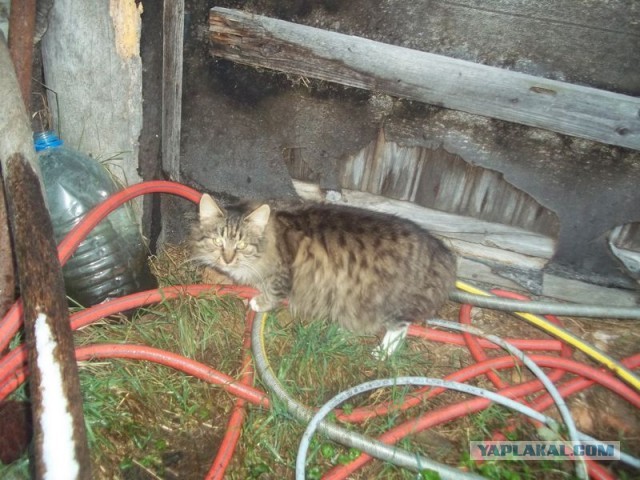 Жизнь домашнего приюта для котеек 424