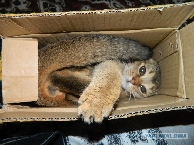Котовторник  19.03.2013