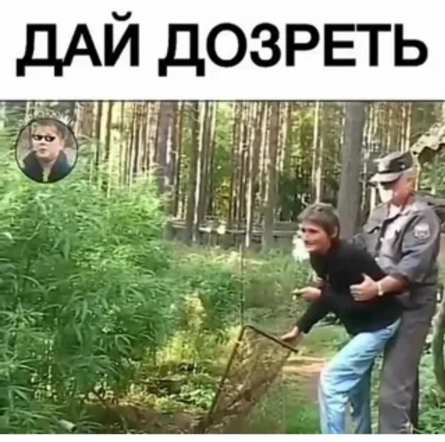 Помидорный бизнес