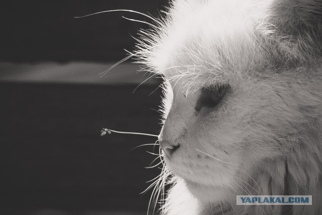 Котовторник