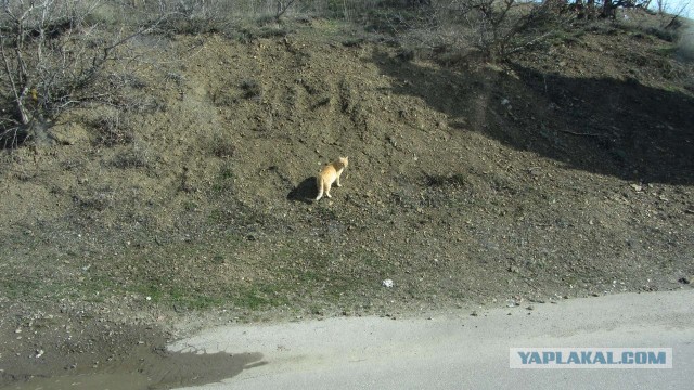 Крым в феврале или "Не стреляйте в белых лебедей!"