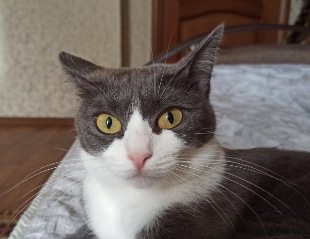 Котовторник! 16+ Коллеги-рабы, отмечаемся, у кого хозяину много лет!