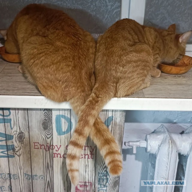 Котовторник Рыжих