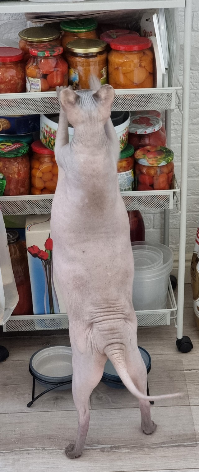 Спасение котенка