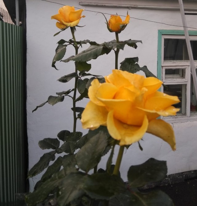 Первое морозное утро в Сибири