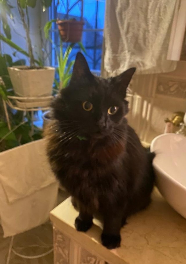 Принимайте в клуб! Котовторник же