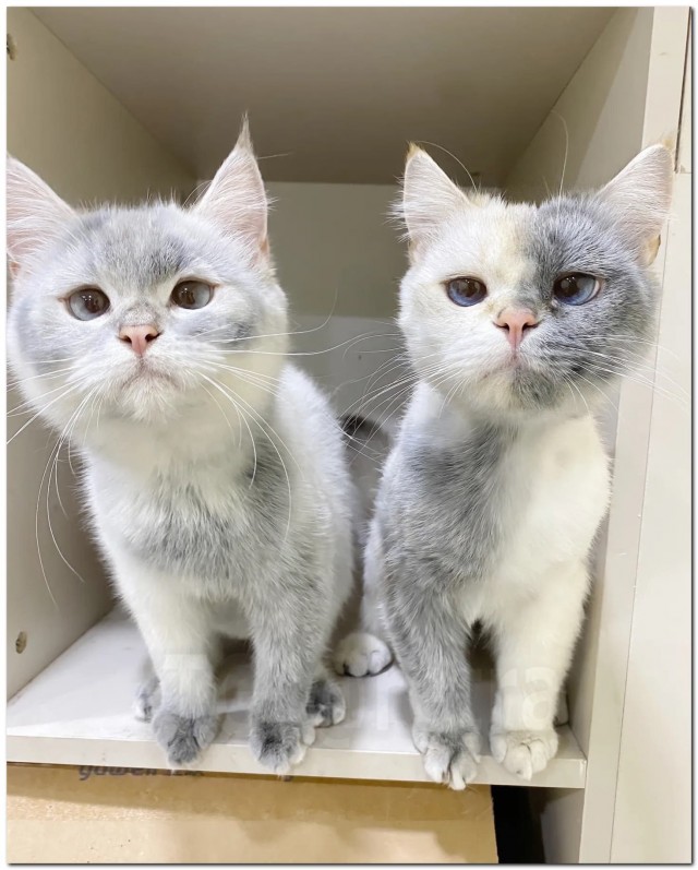 «Грязные» котики