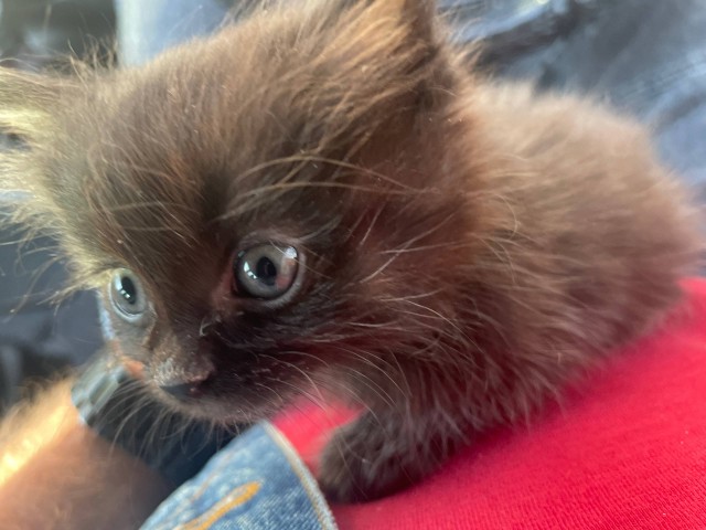 Котовторник 05/11/2024