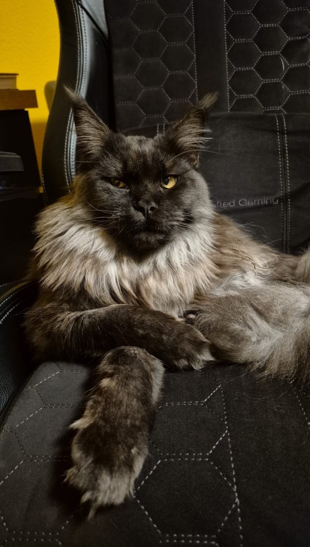 Последний котовторник в этом году