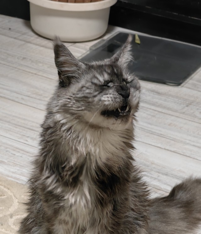 12 самых смешных котов в истории комического конкурса Comedy Pet Photography Awards