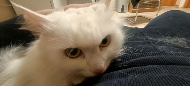Совпало с котовторником.