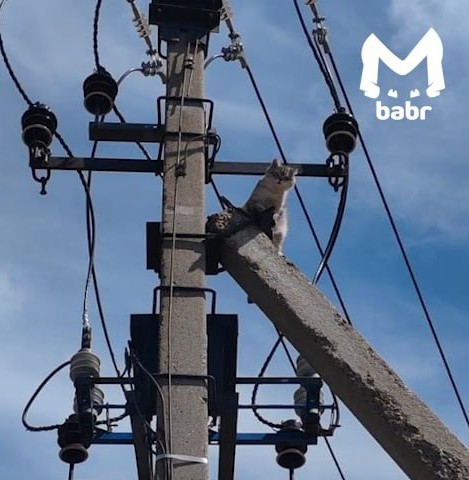 Спасли любопытного котейку.