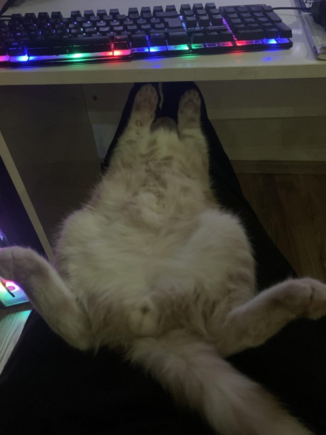 Котик из мусорного бака